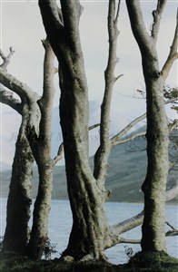 Image description is not available for 2008.028